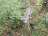 Buck at Bonito Hollow RV Park