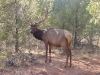 Elk at Bonito Hollow RV Park