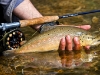 Trout