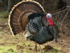 Male Turkey