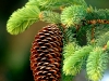 Pine Cone