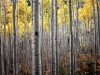 Aspen Trees in fall