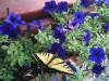 Butterfly at Bonito Hollow RV Park